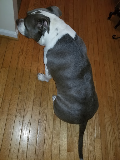 Pet Store «Pet Valu», reviews and photos, 604 Plaza Dr, Newark, DE 19702, USA