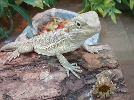 Pet Supply Store «Pet Supplies Plus», reviews and photos, 5092 Mayfield Rd, Lyndhurst, OH 44124, USA