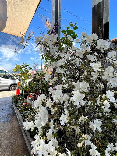 Plant Nursery «San Gabriel Nursery & Florist», reviews and photos, 632 S San Gabriel Blvd, San Gabriel, CA 91776, USA
