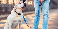 Fetch! Pet Care Fort Myers - Photo 3 - Car repair in , Plano