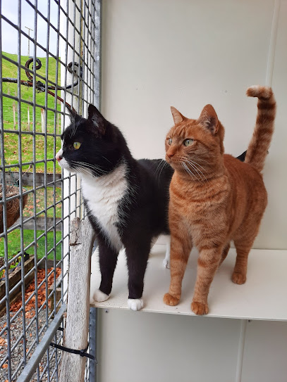 Purring Cat Cattery