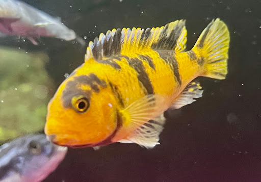 Pet Store «Crystal Clear Family Pets», reviews and photos, 33 High St, Ellsworth, ME 04605, USA