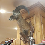 Photo n°6 de l'avis de Nadia.' fait le 30/05/2022 à 12:38 sur le  ELVIS BAR di Rossi Renata à Gallio