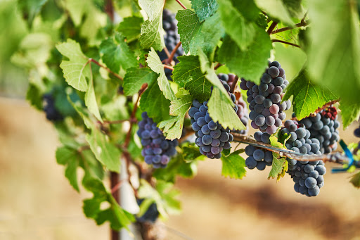 Winery «Irvine Vineyards», reviews and photos, 1614 Emigrant Creek Rd, Ashland, OR 97520, USA