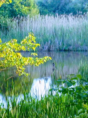 Quequechan River Rail Trail - photo 90