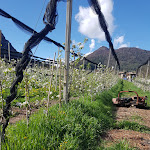 Photo n°2 de l'avis de Donata.e fait le 25/04/2023 à 14:15 sur le  Agriturismo Maso Alle Rose à Cavrasto