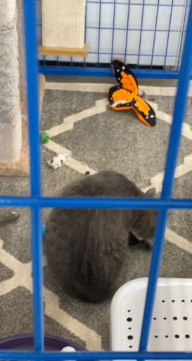 Pet Supply Store «Chow Hound Pet Supplies», reviews and photos, 5811 Byron Center Ave SW, Wyoming, MI 49519, USA