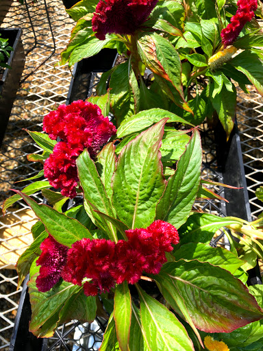 Plant Nursery «A Growing Concern Garden Center», reviews and photos, 1707 Spartanburg Hwy, Hendersonville, NC 28792, USA