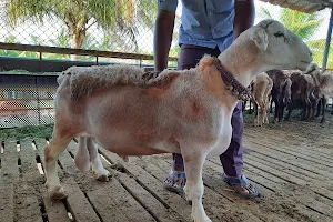 Sarashiek Goat Farm Chitradurga image