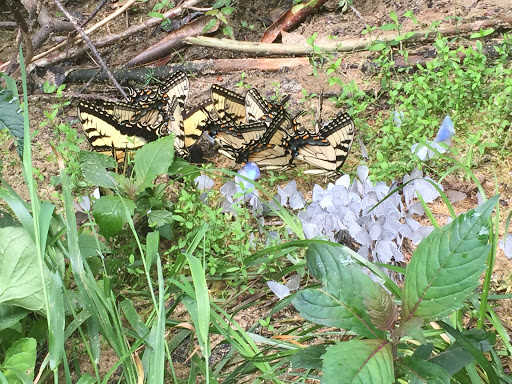 Outdoor Sports Store «The Local Hiker», reviews and photos, 173 E Main St, Spartanburg, SC 29306, USA