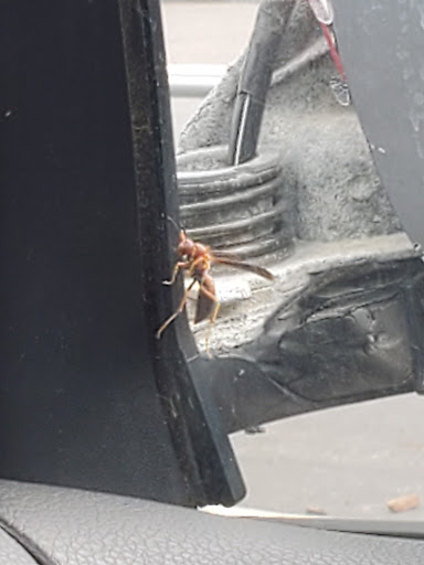 Pet Supply Store «PetSmart», reviews and photos, 11331 Causeway Blvd, Brandon, FL 33511, USA