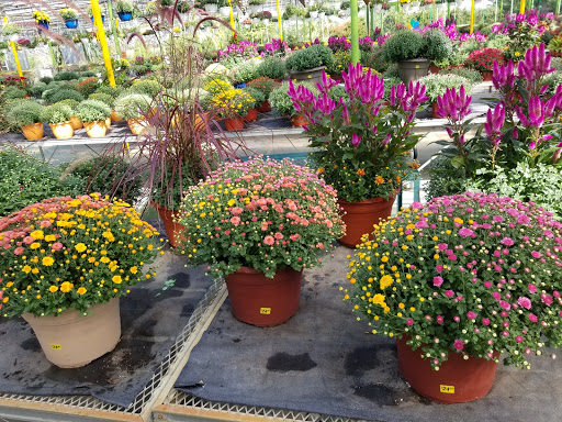 Florist «Dutch & Olgas Greenhouse», reviews and photos, 1285 NJ-36, Hazlet, NJ 07730, USA