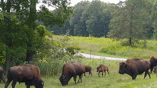 Nature Preserve «Elk and Bison Prairie», reviews and photos, Elk & Bison Prairie Rd, Golden Pond, KY 42211, USA