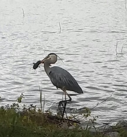 National Reserve «Montezuma National Wildlife Refuge», reviews and photos, 3395 US-20, Seneca Falls, NY 13148, USA