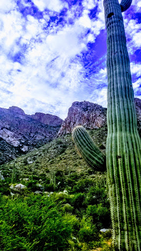 Tourist Attraction «Linda Vista Trail», reviews and photos, 730 E Linda Vista Rd, Oro Valley, AZ 85737, USA