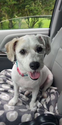 Pet Store «A Pet Salon Grooming Boarding», reviews and photos, 14115 LA-44, Gonzales, LA 70737, USA