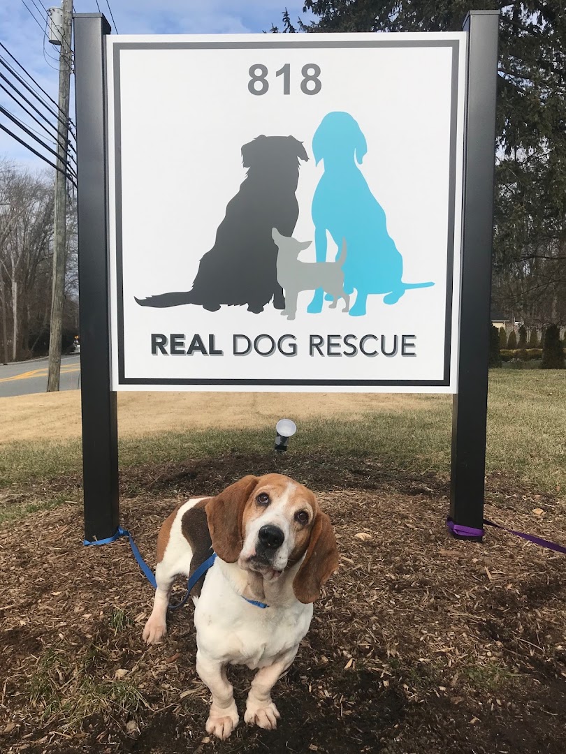 Real Dog Rescue