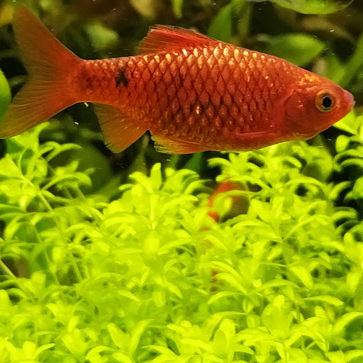 Tropical Fish Store «Tropi-Quatics Pet Center», reviews and photos, 337 S Main St, Lombard, IL 60148, USA