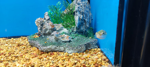 Pet Supply Store «Petco Animal Supplies», reviews and photos, 12014 SW 88th St, Miami, FL 33186, USA