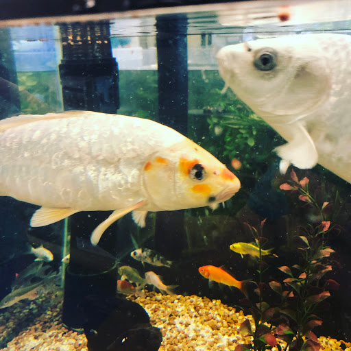 Pet Supply Store «Petco Animal Supplies», reviews and photos, 12641-310 Ocean Gateway, Ocean City, MD 21842, USA