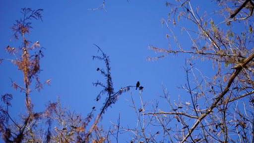 Non-Profit Organization «Westcave Outdoor Discovery Center», reviews and photos, 24814 Hamilton Pool Rd, Round Mountain, TX 78663, USA