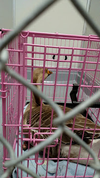 Princevalle Pet Hospital, Inc. - Photo 7 - Car repair in Gilroy, CA, Gilroy