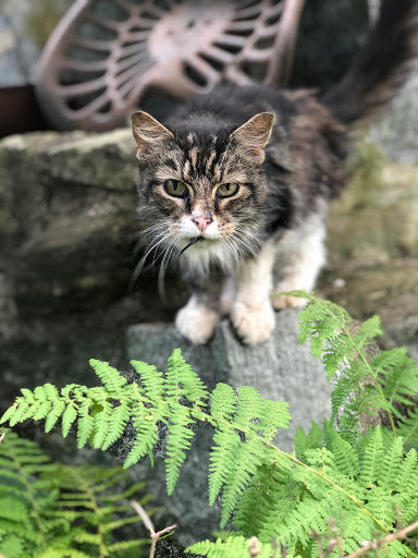 Gift Shop «Pondering Creations Farm», reviews and photos, 101 Allen St, Terryville, CT 06786, USA