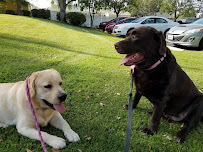 Purrs & Grrrs - Dog Walking & Pet Sitting - Photo 2 - Car repair in , Los Angeles