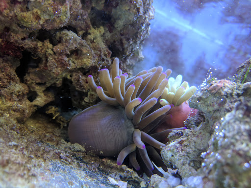 Pond Fish Supplier «Aquarium & Imports Inc.», reviews and photos, 2639 Hendersonville Rd, Arden, NC 28704, USA