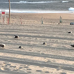 Photo n°2 de l'avis de Jorge.e fait le 27/10/2021 à 09:47 sur le  Palheiros de Mira à Praia de Mira