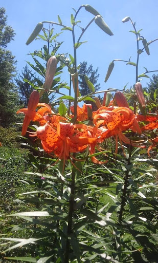 Museum «Union Mills Homestead», reviews and photos, 3311 Littlestown Pike, Westminster, MD 21158, USA