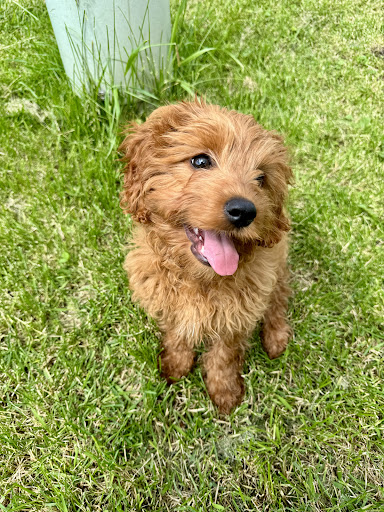 Graham Veterinary Clinic image