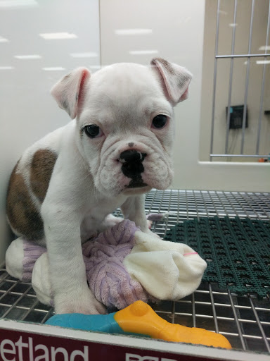 Pet Store «Petland Vineyard - San Antonio», reviews and photos, 1309 North Loop 1604 W #101, San Antonio, TX 78258, USA