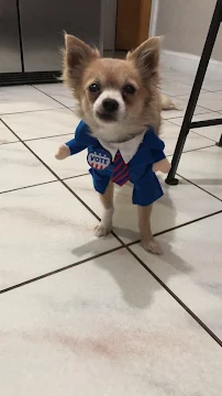 Pawriffic pets - Car repair in Revere, MA, Lynn - Rated 5.0/5