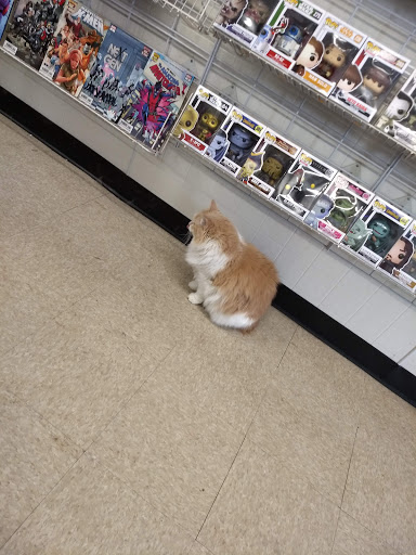 Comic Book Store «Fat Cat Comics», reviews and photos, 278 Main St, Johnson City, NY 13790, USA