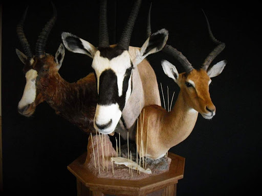 Taxidermist «HighPoint Taxidermy And Outfutters», reviews and photos, 14860 OH-13, Thornville, OH 43076, USA