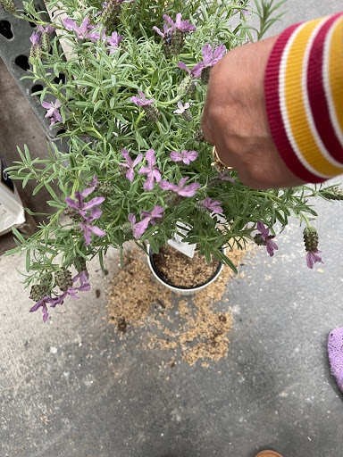 Home Improvement Store «The Home Depot», reviews and photos, 7251 Bell Creek Rd, Mechanicsville, VA 23111, USA