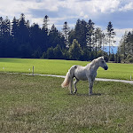 Photo n°9 de l'avis de Garwain.u fait le 04/09/2022 à 16:02 sur le  Gasthaus zum Hirschen à Furtwangen