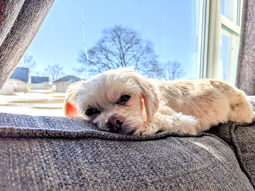 Quinte Pet Housecall: Exclusively Home Euthanasia (Mobile Vet) image