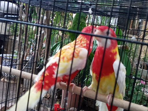 Pet Store «Inez Pet Shop», reviews and photos, 3825 Whittier Blvd, Los Angeles, CA 90023, USA