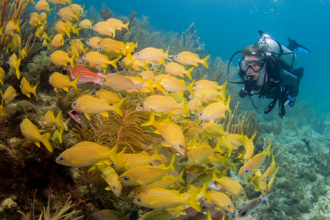 Centro de buceo Aquasub PADI