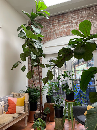 Florist «Fleur de Lis Fresh Flowers», reviews and photos, 516 Selby Ave, St Paul, MN 55102, USA