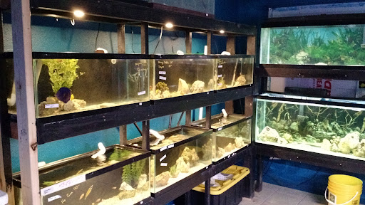 Pet Store «Fancy Tails Fish Farm», reviews and photos, 2324 US Hwy 27 S, Sebring, FL 33872, USA