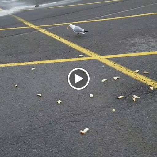 Department Store «Walmart Supercenter», reviews and photos, 4235 Veteran Dr, Geneseo, NY 14454, USA