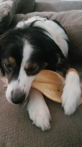 Pet Supply Store «Argos, All-Natural Pet Food & Supply- Madeira», reviews and photos, 7713 Camargo Rd, Madeira, OH 45243, USA