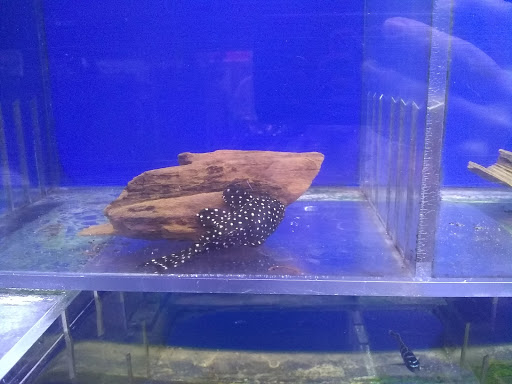 Pet Store «Leesburg Pet Center», reviews and photos, 959 N 14th St, Leesburg, FL 34748, USA