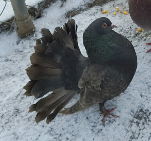 Pet Store «Kalamazoo Reptile Show», reviews and photos, 2900 Lake St, Kalamazoo, MI 49048, USA