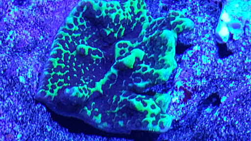 Tropical Fish Store «Scranton Aquarium», reviews and photos, 1819 Sanderson Ave, Scranton, PA 18509, USA