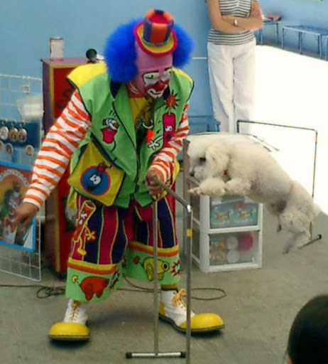 Clown show for children's parties with puppies and adults