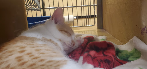 Pet Supply Store «PetSmart», reviews and photos, 89 Commercial Rd, Leominster, MA 01453, USA